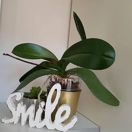 Apartament Modern Flat With Perfect Location